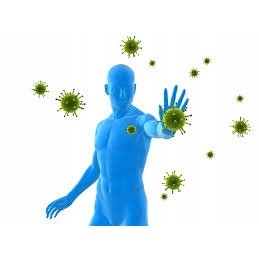 Now Oregano Oil Enteric 90 kaps